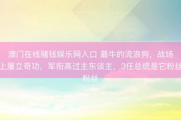 澳门在线赌钱娱乐网入口 最牛的流浪狗，战场上屡立奇功，军衔高过主东谈主，3任总统是它粉丝